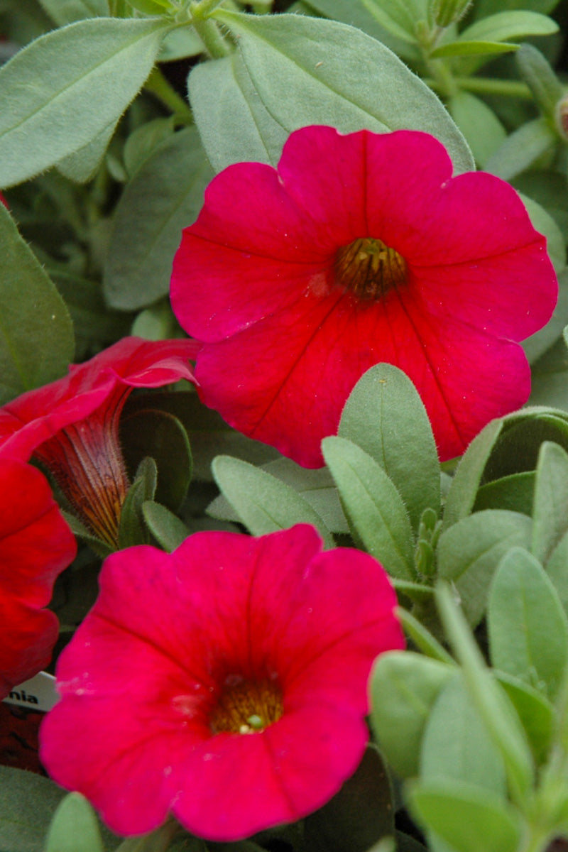 Petchoa, Supercal Cherry