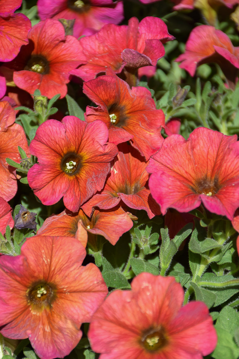 Petchoa, Supercal Cinnamon