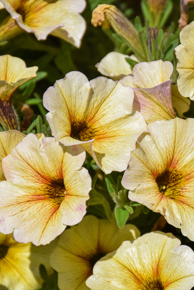 Petchoa Supercal French Van