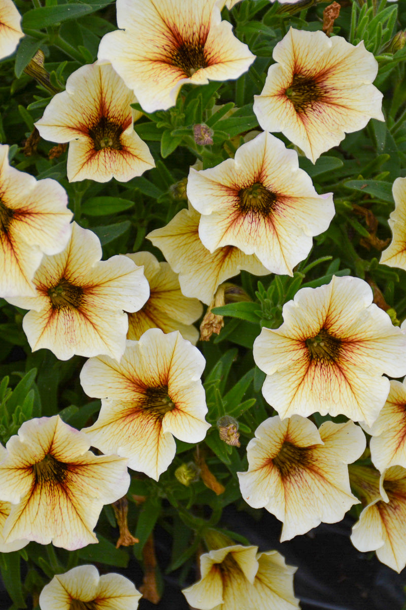 Petchoa Supercal French Van