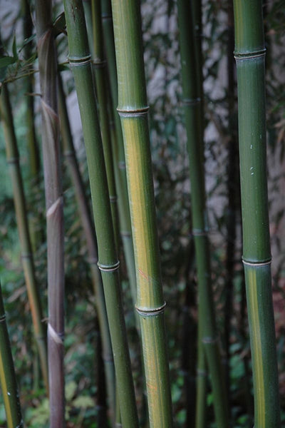 Bamboo, Yellow Groove