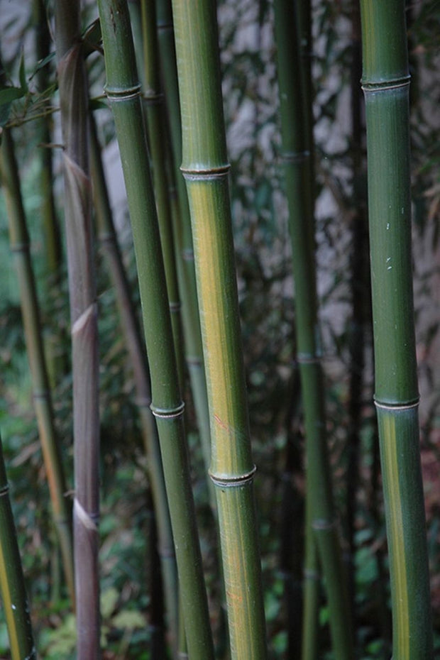 Bamboo, Yellow Groove