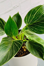 philodendron birkin cure Philodendron, Birkin 4" – Chalet