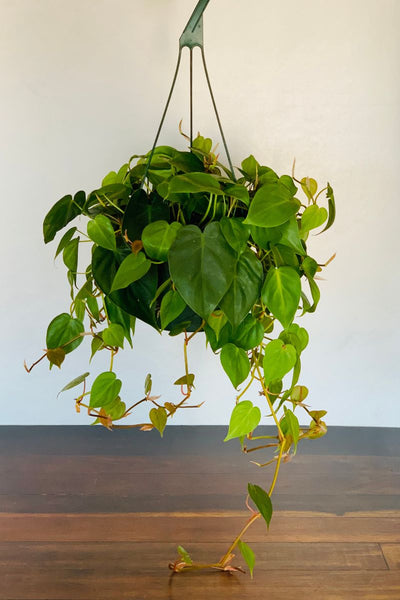 philodendron cordatum goldilocks Philodendron, Cordatum 8" Hanging Basket – Chalet