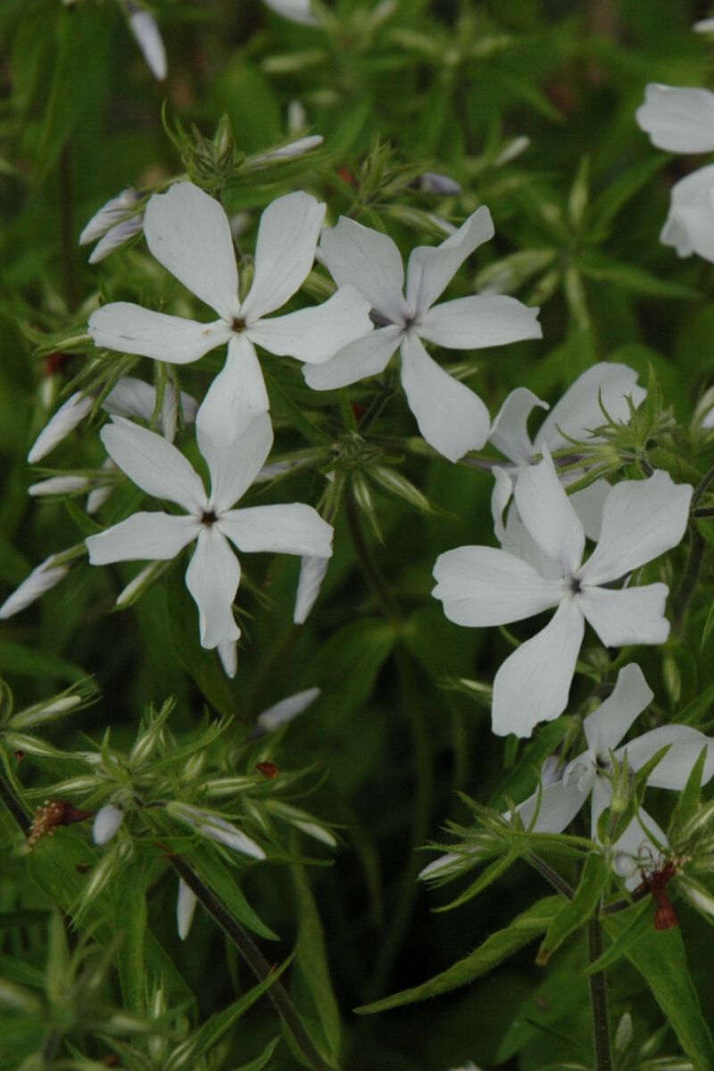 Phlox, Wood- May Breeze