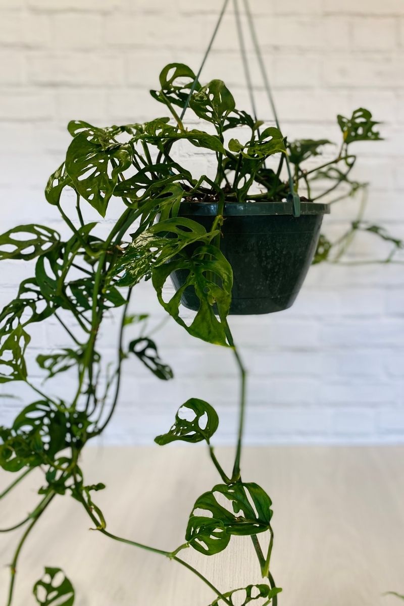 Monstera, Swiss Cheese 8" Hanging Basket