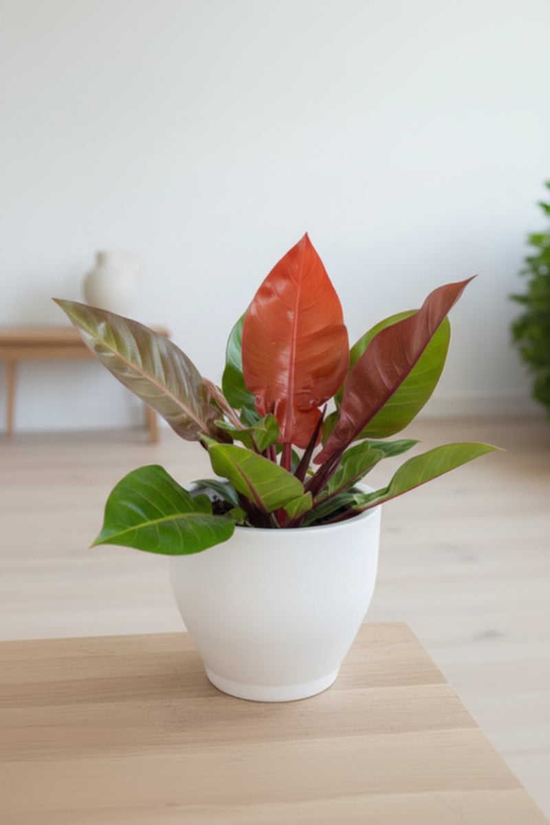 prince william philodendron Philodendron, Prince of Orange 10"