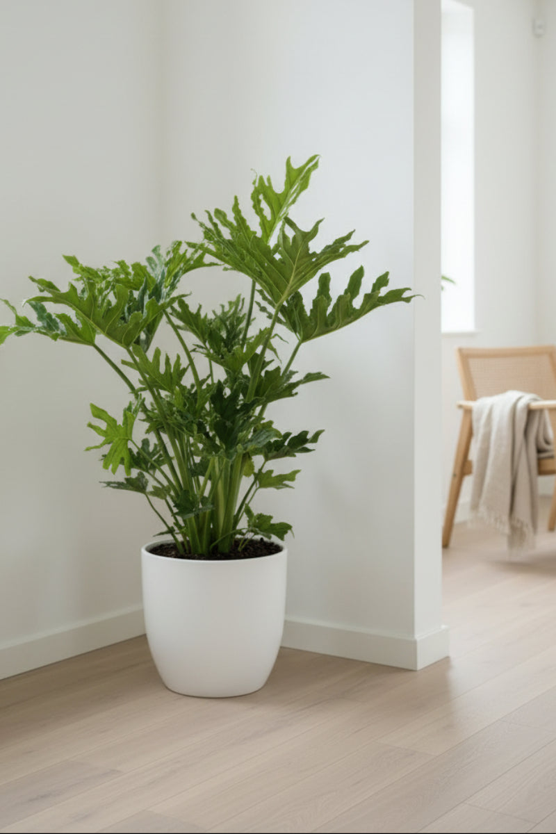 Philodendron, Selloum 10"