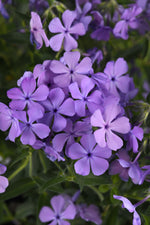 Candy Cloud Blue mounding phlox bloom