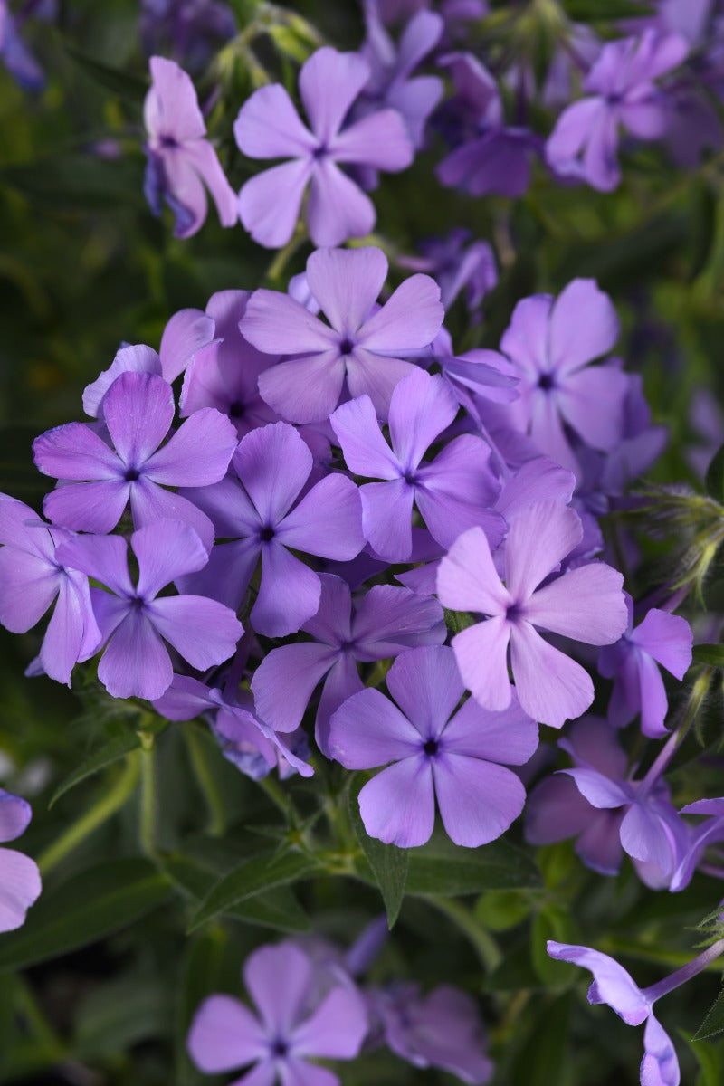 Candy Cloud Blue mounding phlox bloom