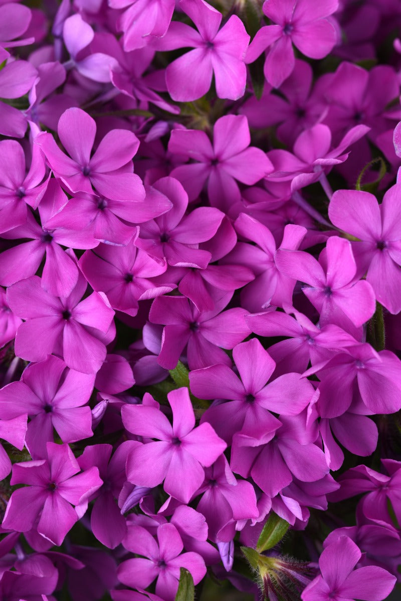 Candy Cloud Dark Pink phlox bloom