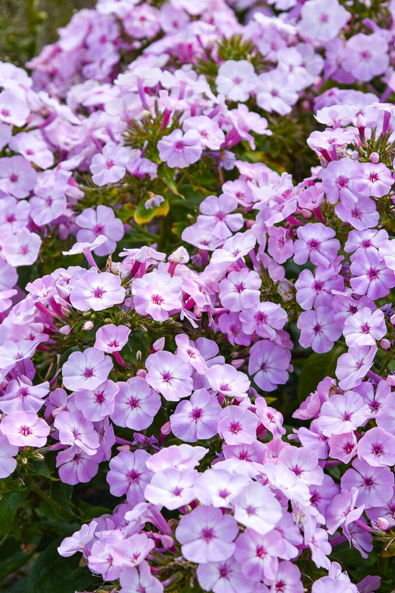Garden Phlox, Fancy Girl