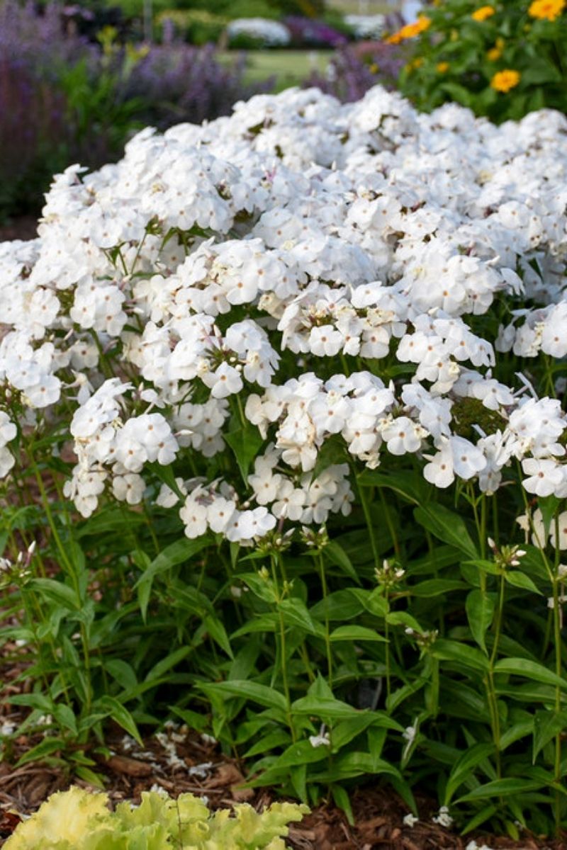 Phlox, Opening Act White