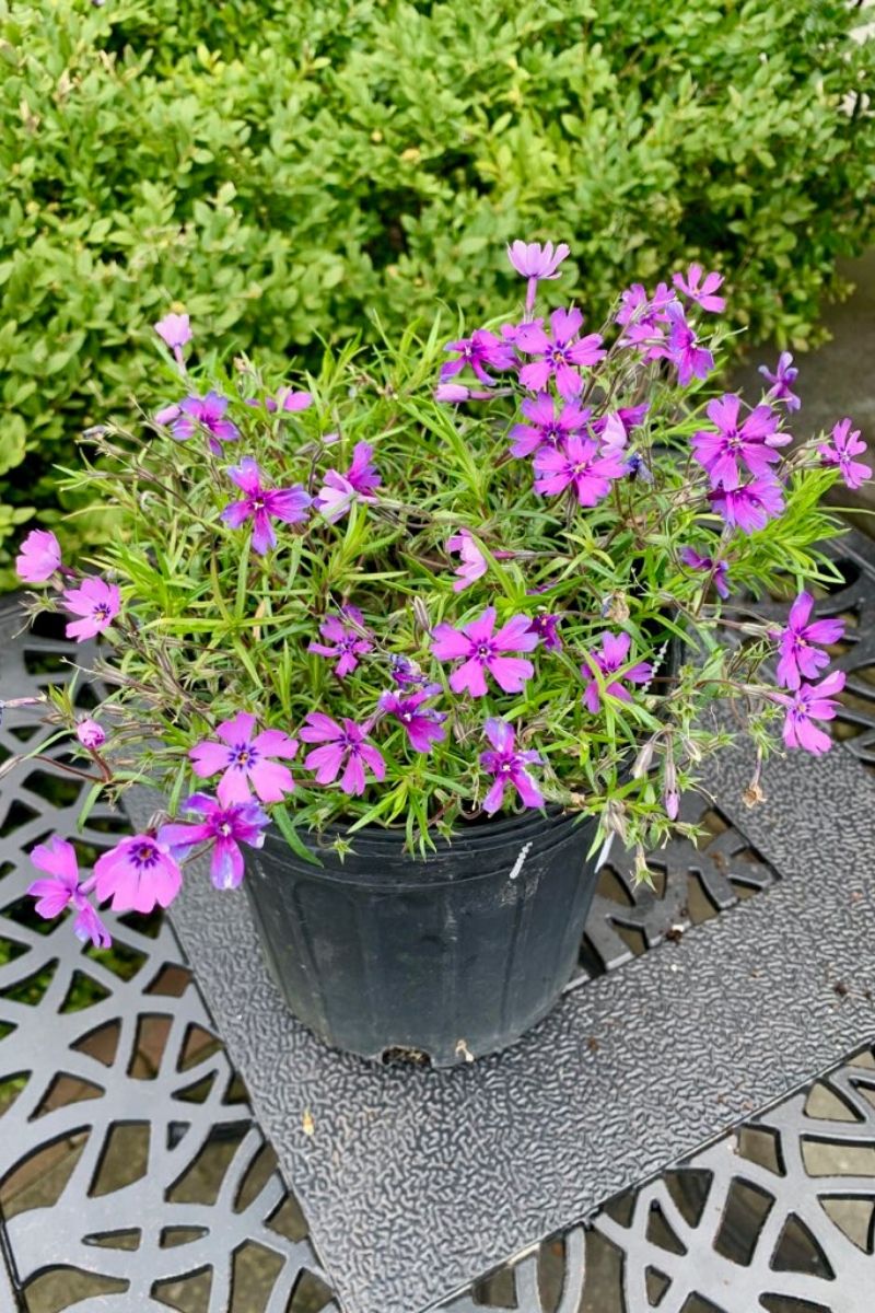 Phlox, Moss- Purple  Beauty