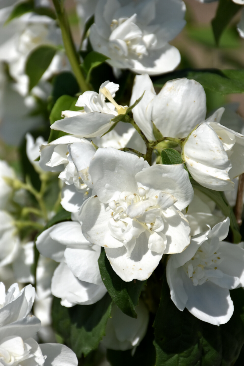 Mockorange, Snow White