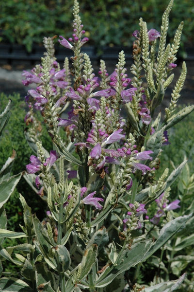 Obedient Plant, Variegated