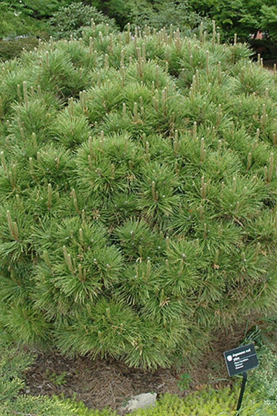 Pine, Densiflora Globosa