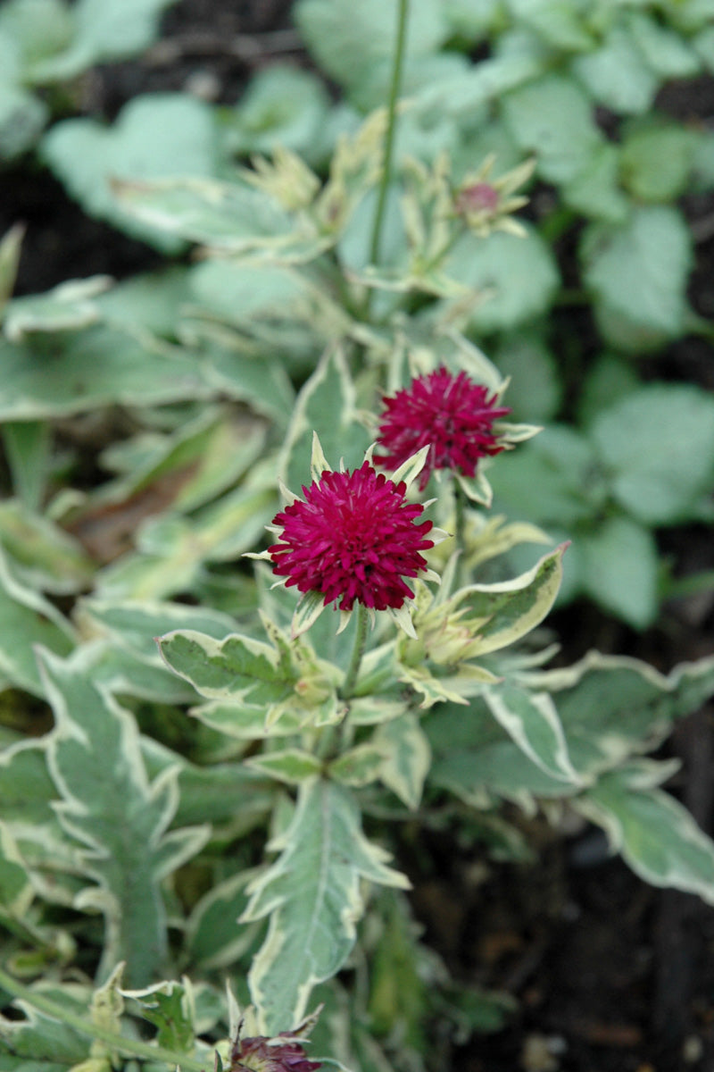 Pincushion Flower, Thndr Lght