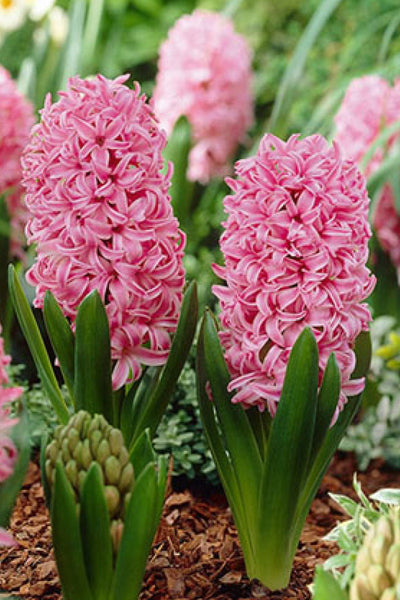 Hyacinth, Hybrids Pink 4"