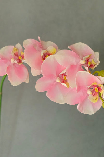 Silk Spray,  Phalaenopsis 36"