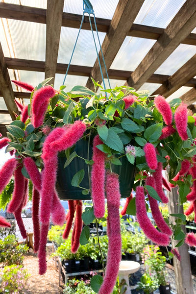Chenille Plant 10