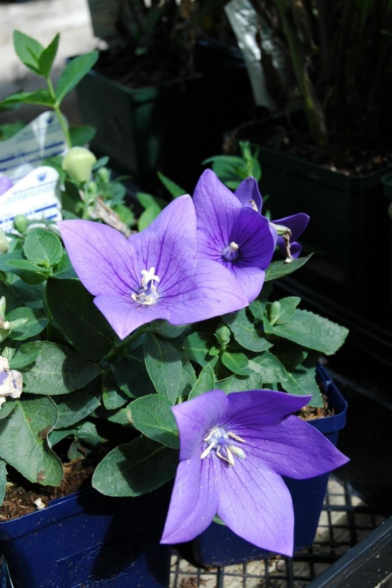 Balloon Flower, Astra Blue