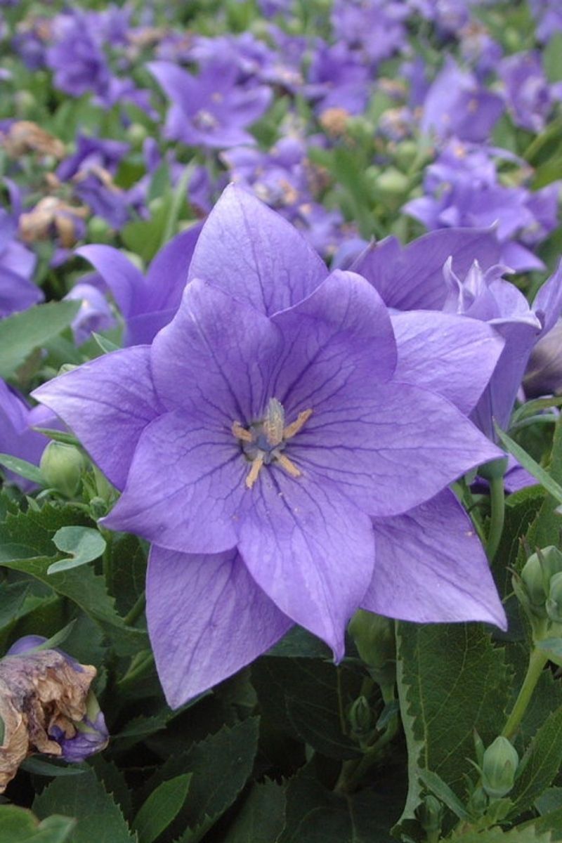 Balloon Flower, Astra Semi Double Blue