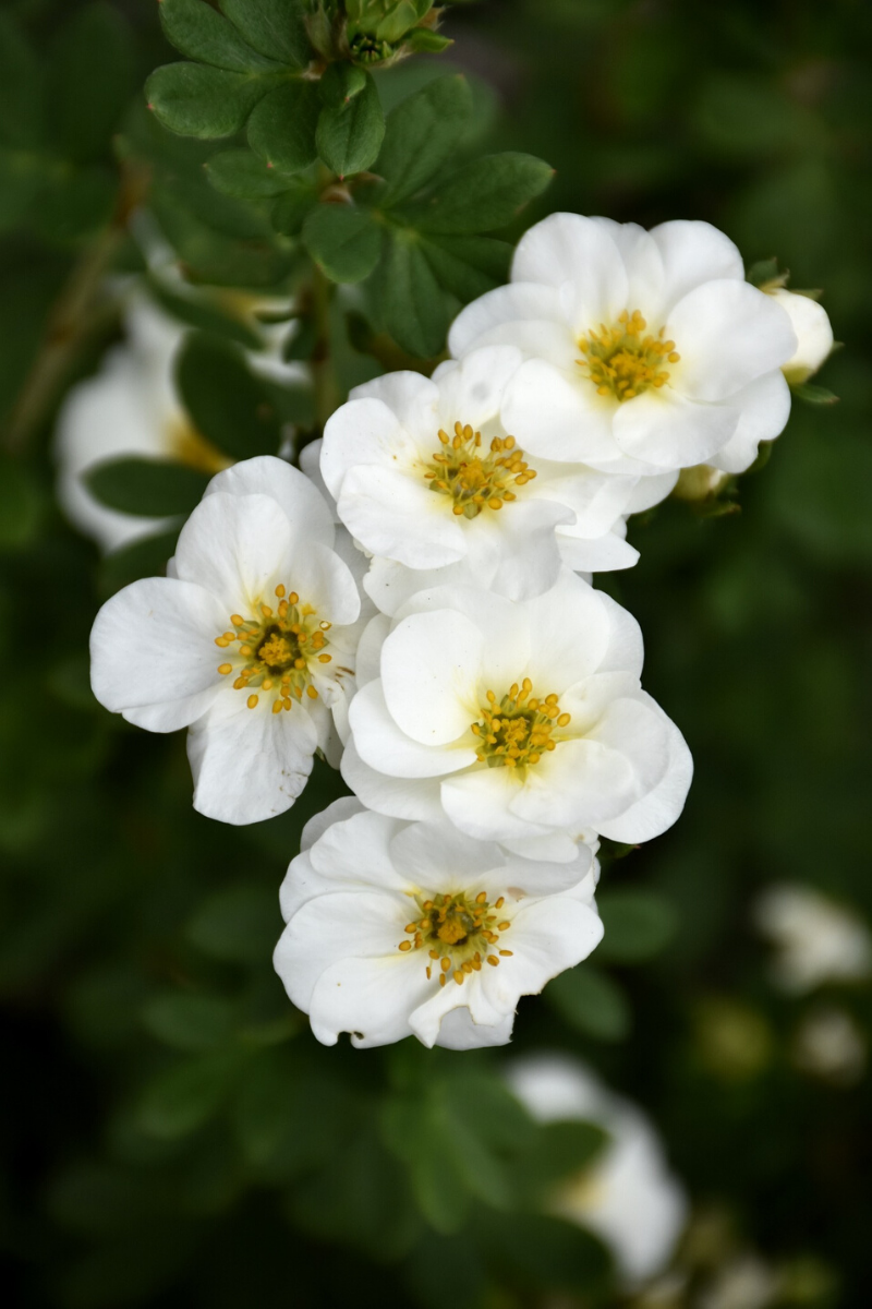 Potentilla, Creme Brulee