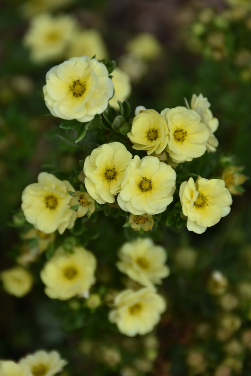 Potentilla, Lemon Meringue