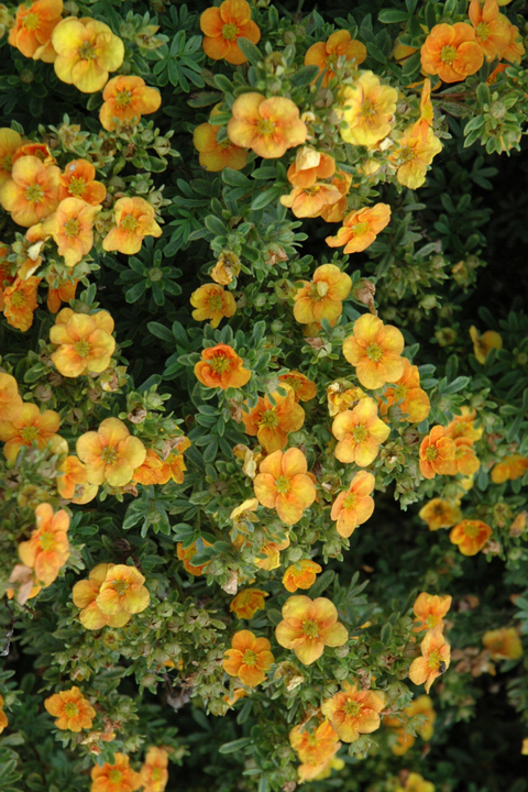 Potentilla, Mango Tango