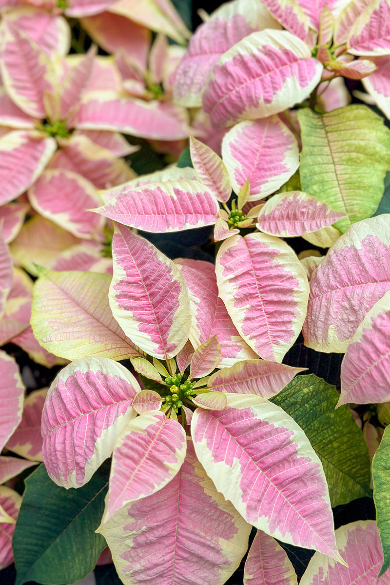 Poinsettia, Christmas Joy Marble 6"