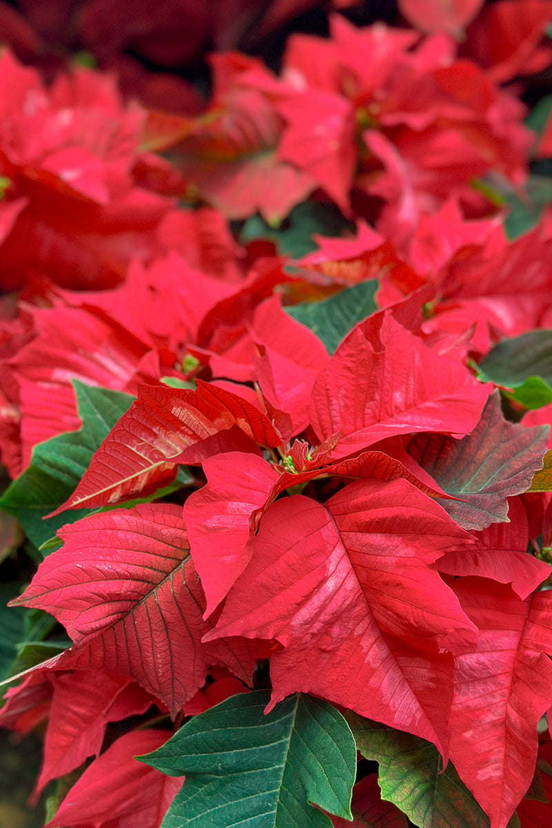 Poinsettia, Ice Punch 10"