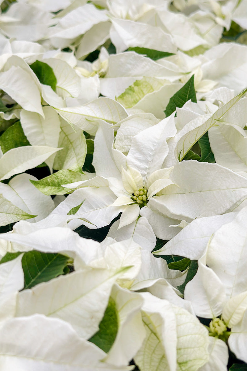 Poinsettia, Princettia Pearl White 4"