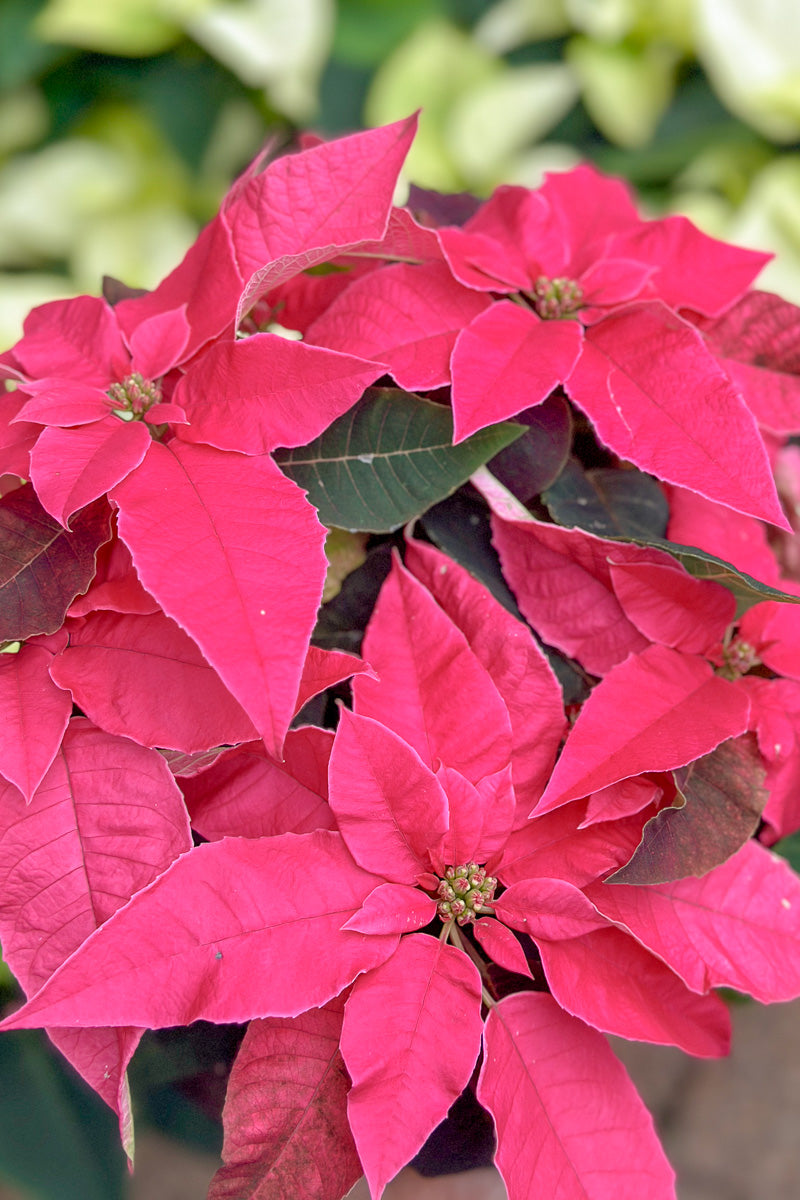 Poinsettia, Princettia Pink 6"