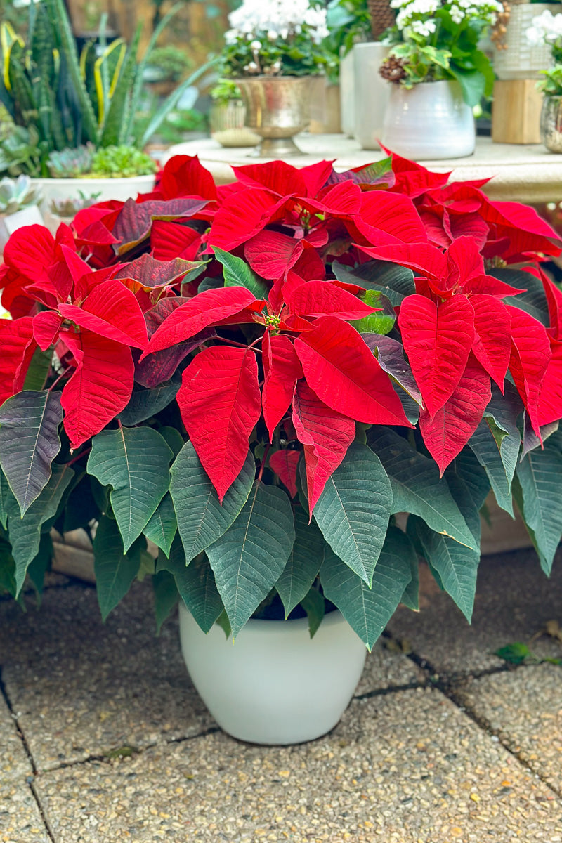 Poinsettia, Red 10"