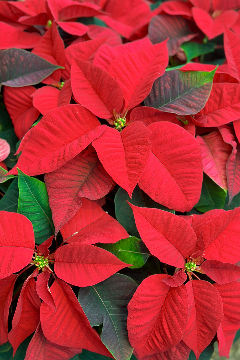 Poinsettia, Red 7"
