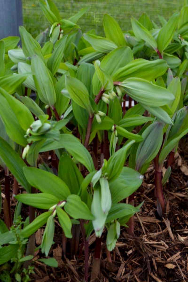 Solomon's Seal, Ruby Slipper