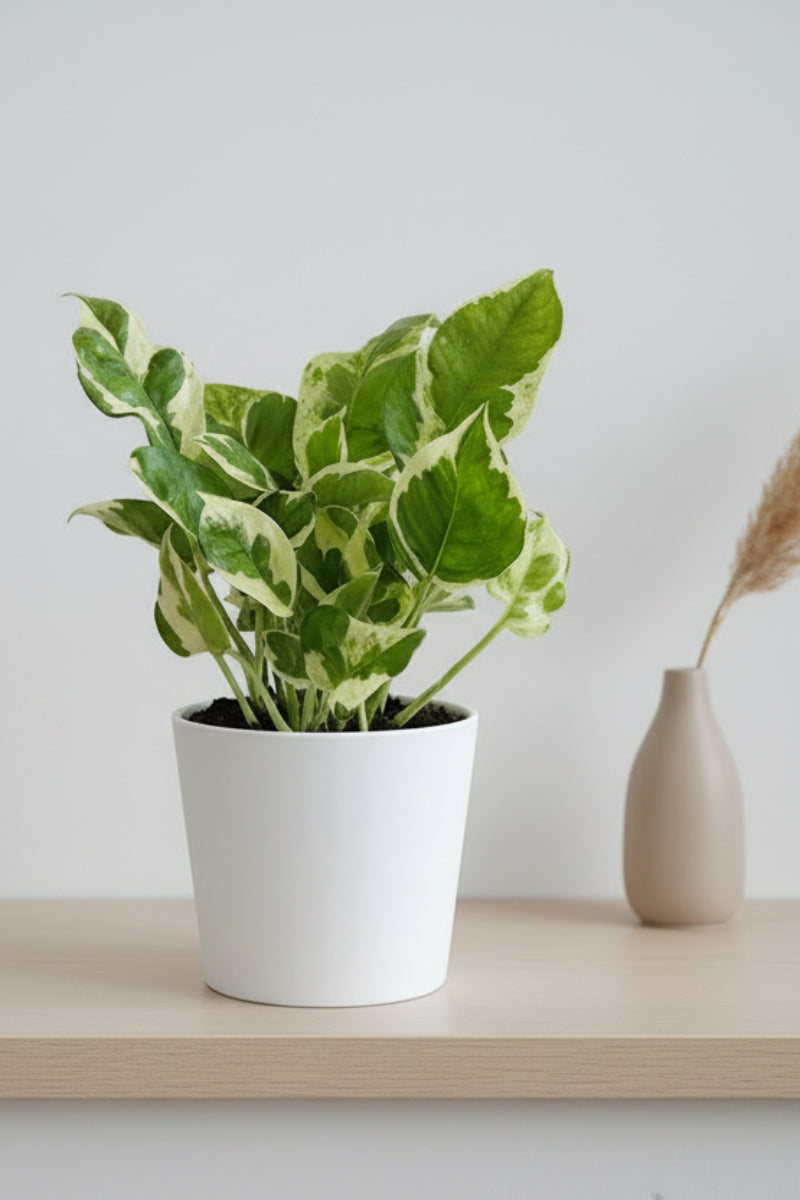 Pothos, Pearls and Jade 4"