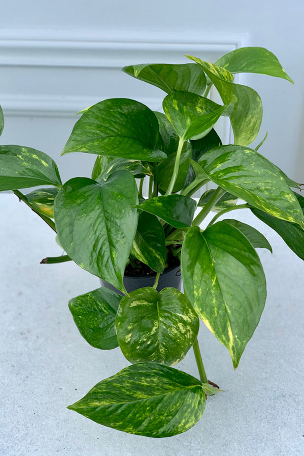 Pothos, Golden 4"