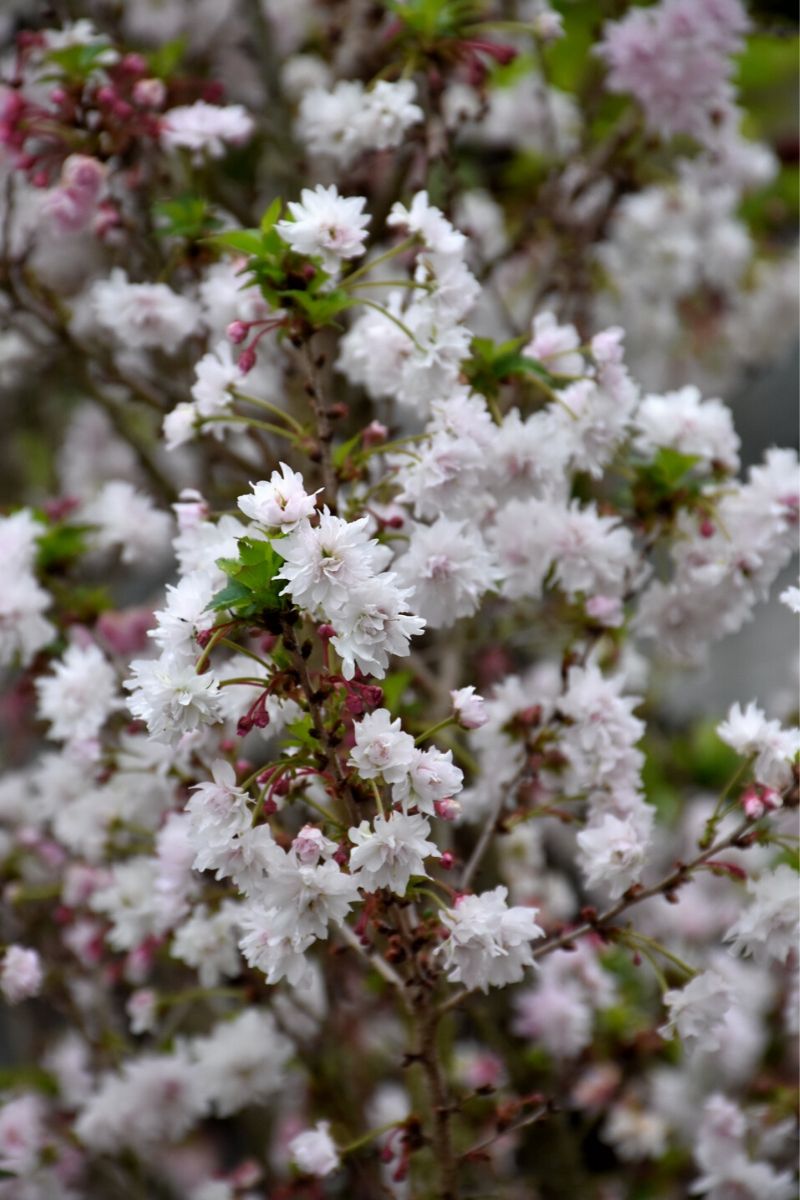 Cherry, Flowering Zuzu