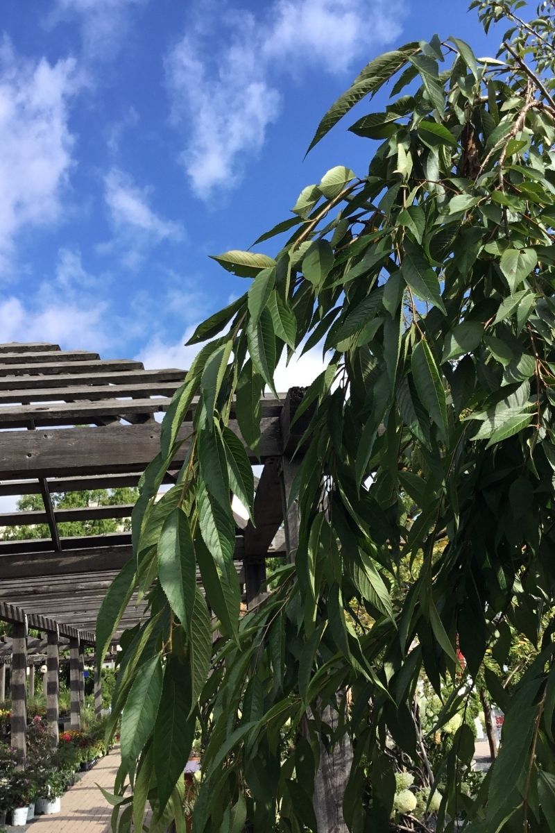 Cherry, Weeping Pink Snow