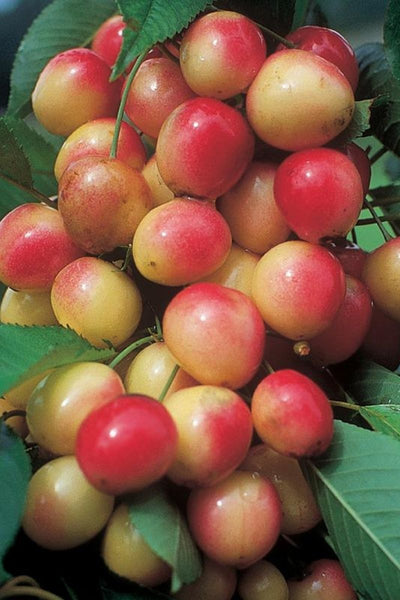 Fruit, Cherry Royal Anne