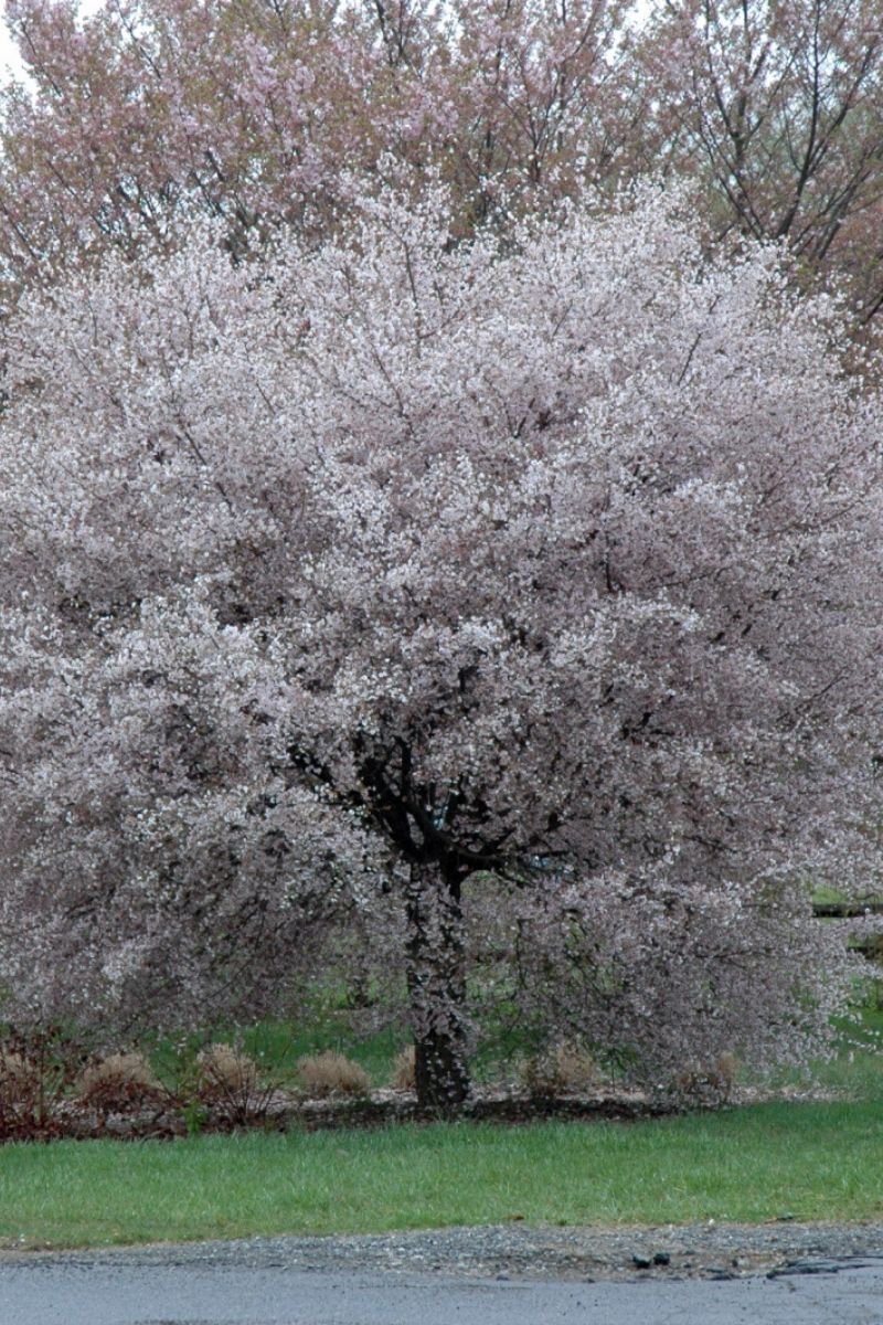 Cherry, Hally Jolivette