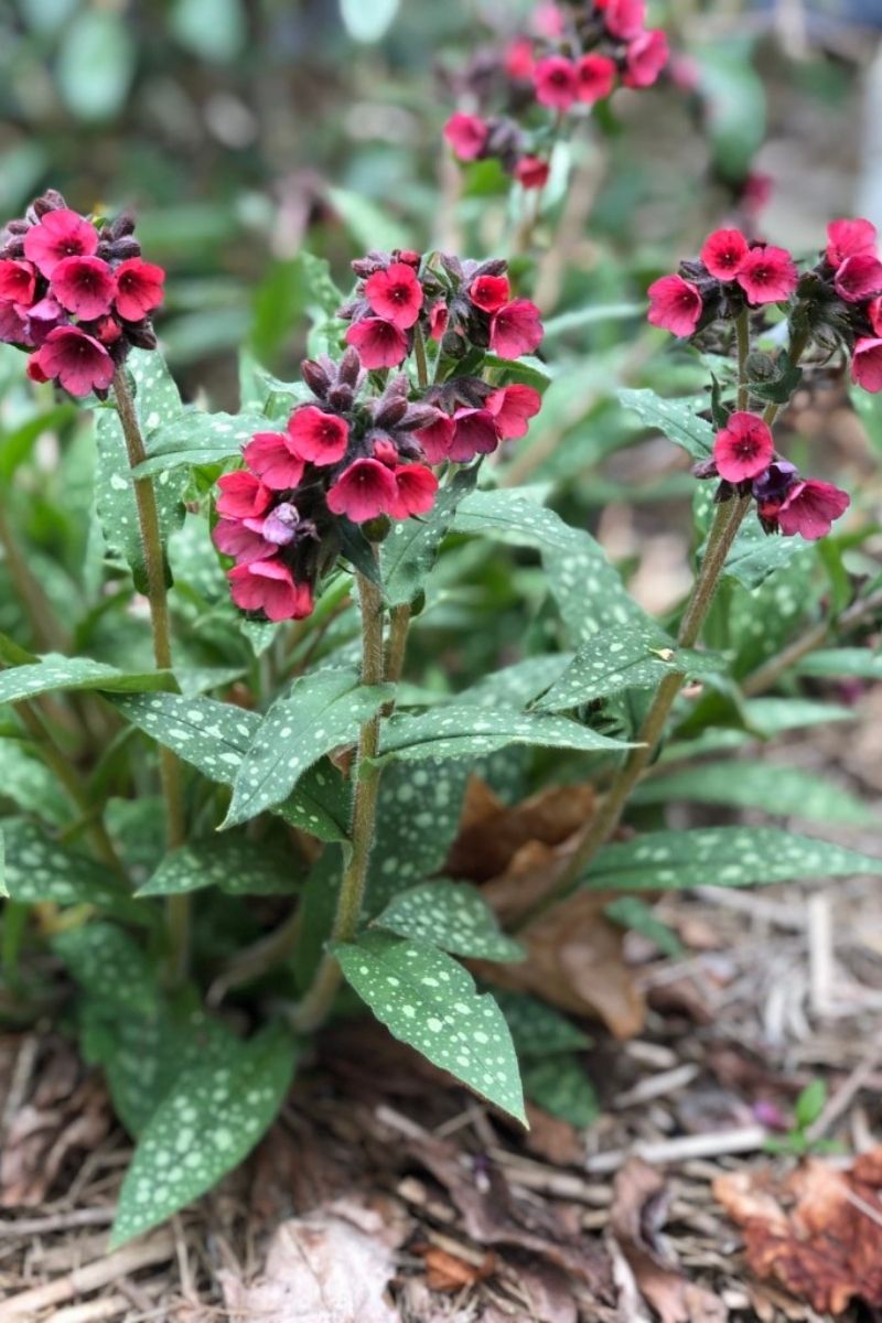 Lungwort, Lisa Marie