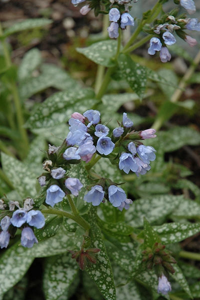 Lungwort, Roy Davidson