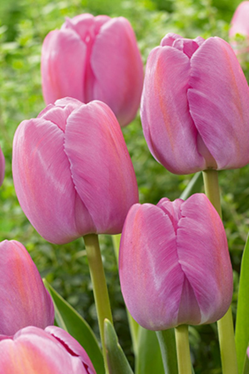 Tulip Pink