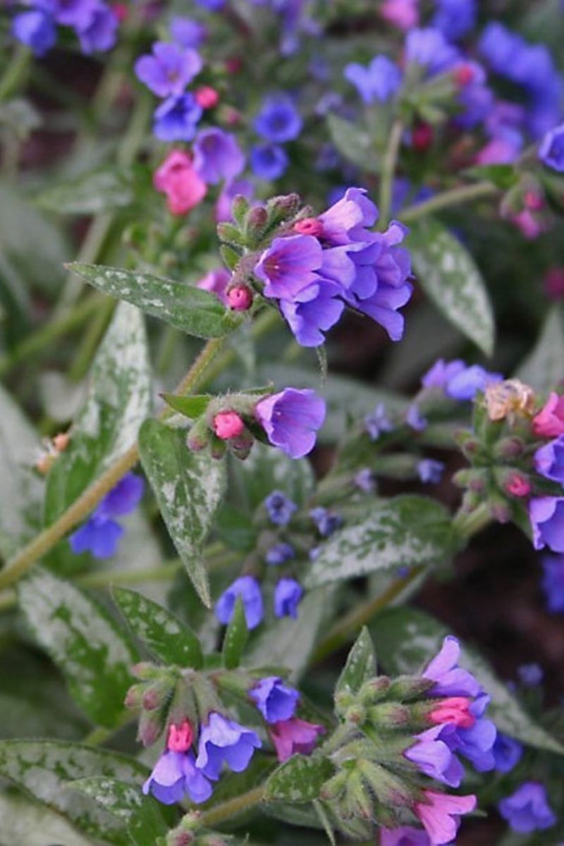 Lungwort, Samourai