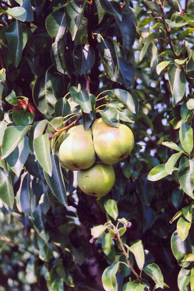 Fruit, Pear Bartlett