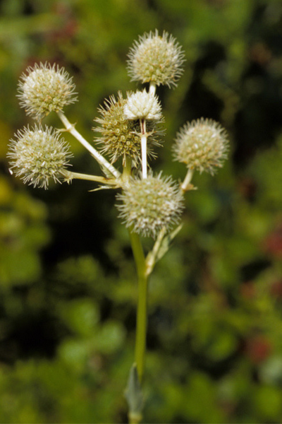 Rattlesnake Master