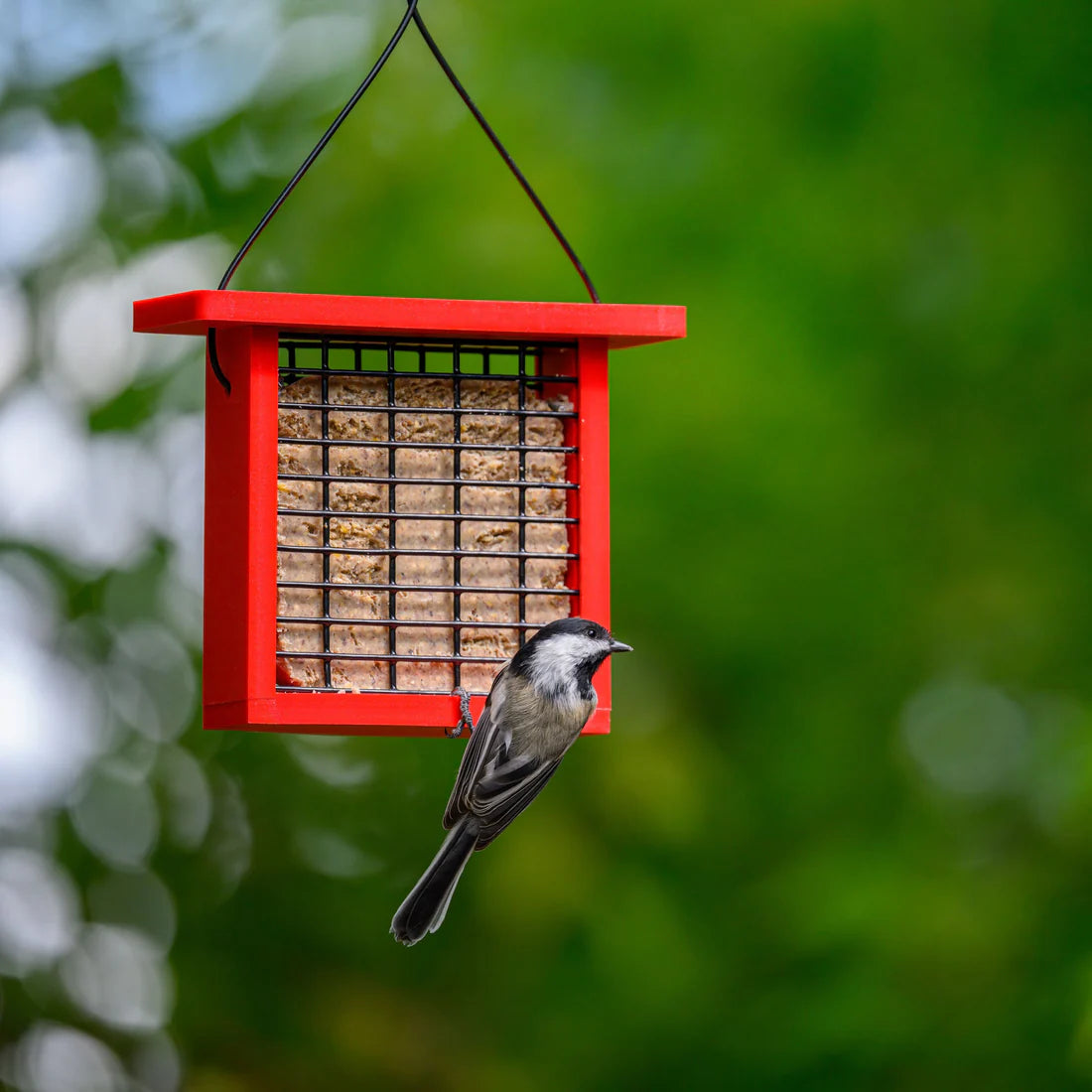 Birds Choice Suet Feeder Recycled Plastic Red